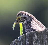 Savannah Sparrow