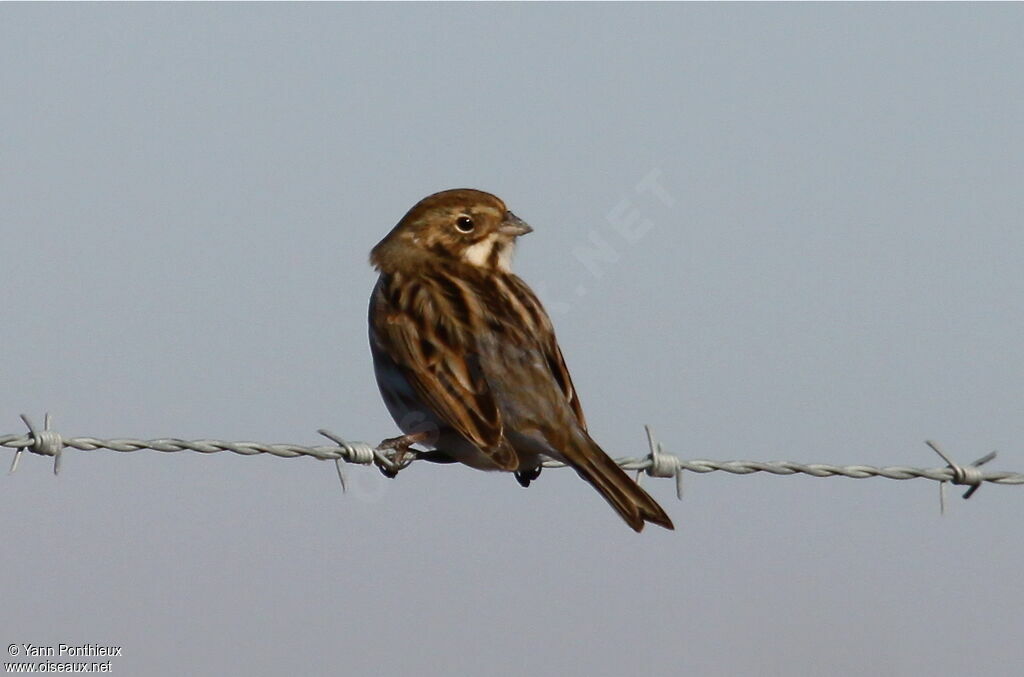 Common Reed Bunting