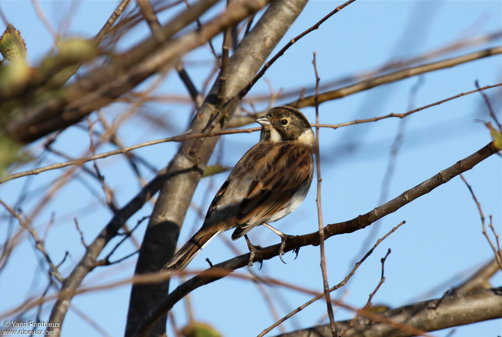 Common Reed Bunting male adult post breeding