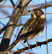 Common Reed Bunting