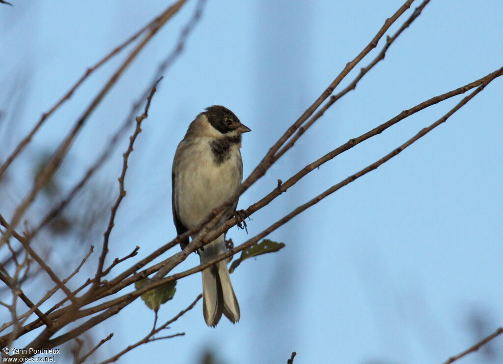 Common Reed Bunting male adult post breeding