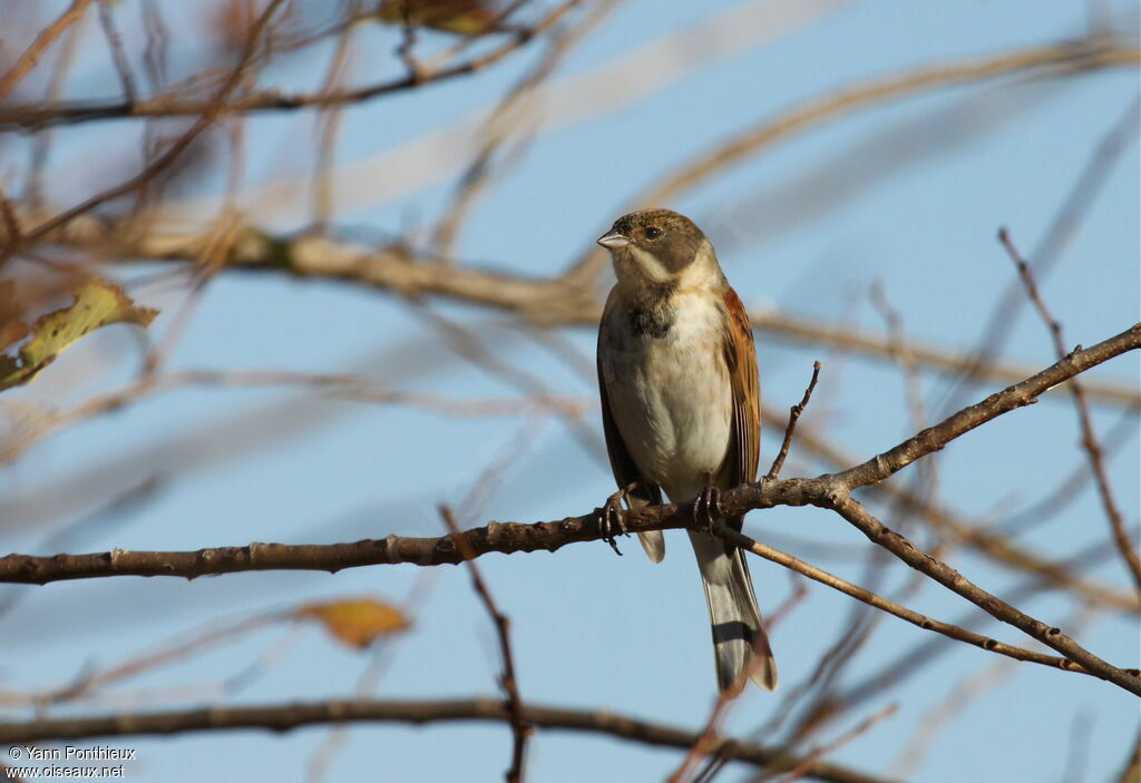 Common Reed Bunting male adult post breeding