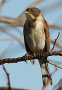 Common Reed Bunting