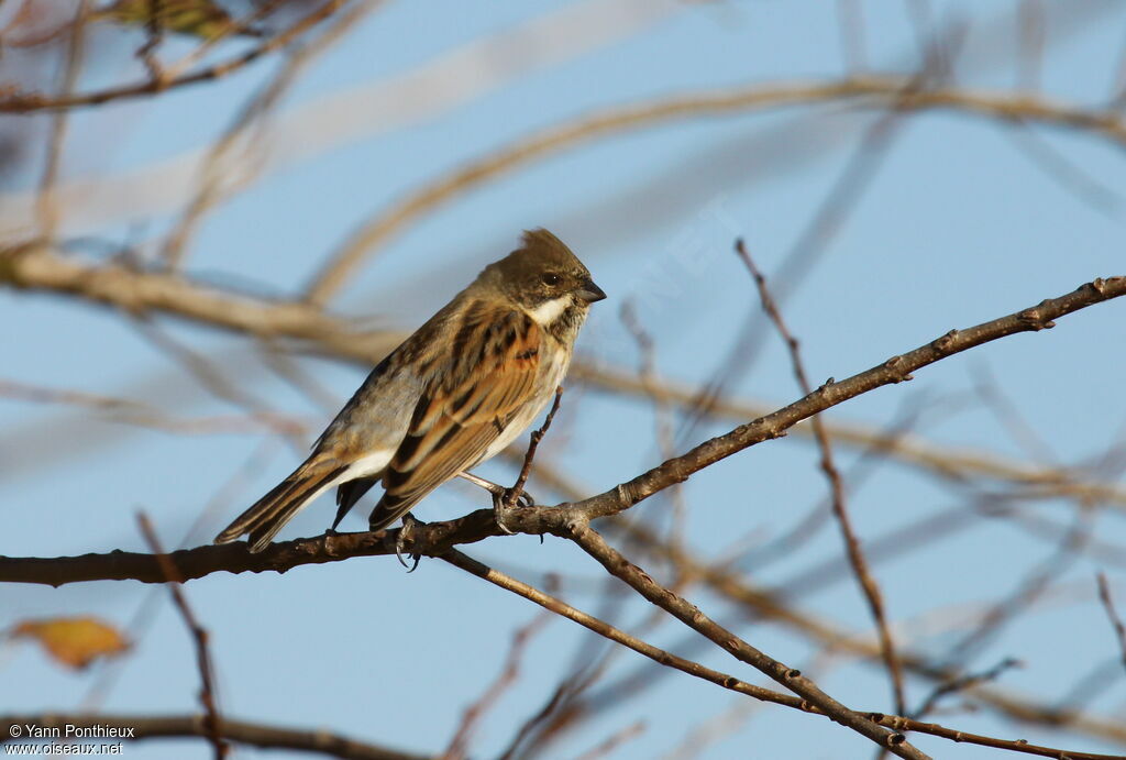 Common Reed Bunting male adult post breeding