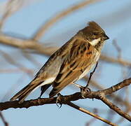 Common Reed Bunting