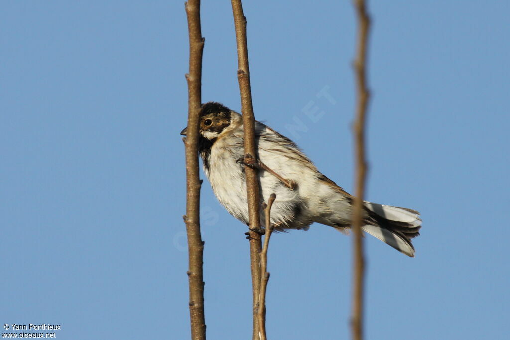 Common Reed Bunting