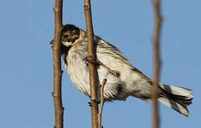 Common Reed Bunting