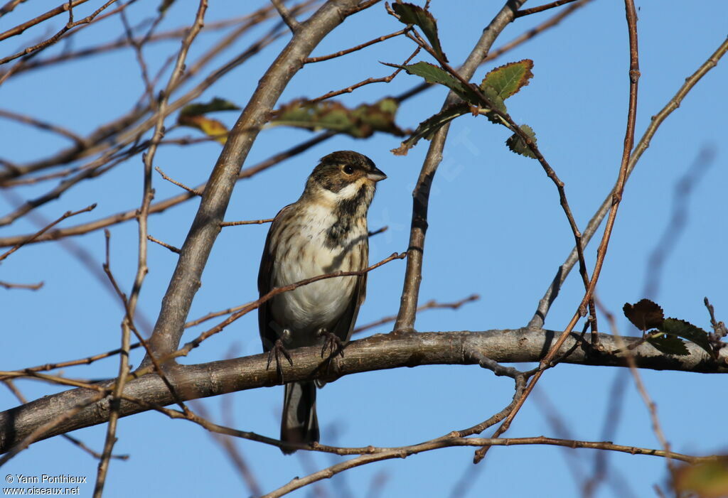 Common Reed Bunting