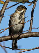 Common Reed Bunting