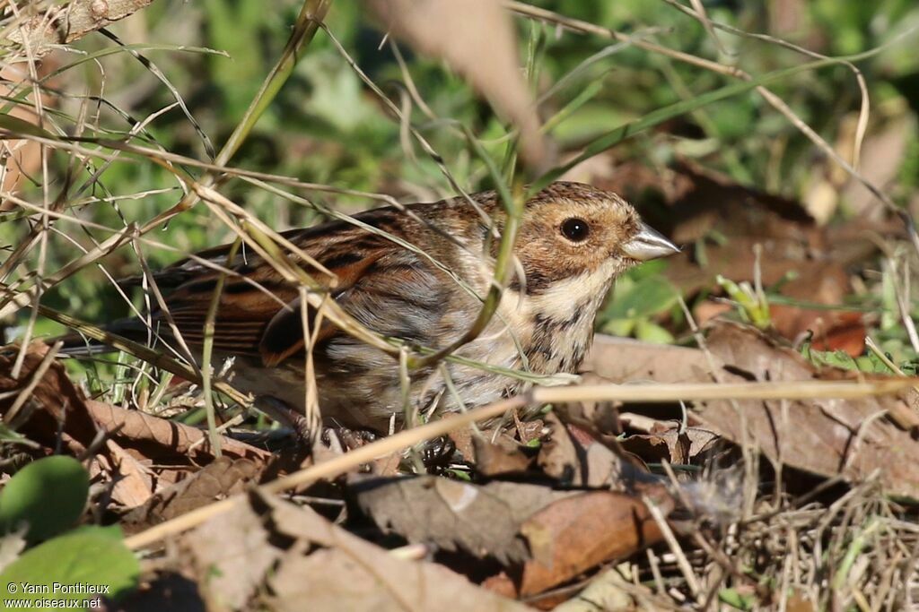 Common Reed Bunting