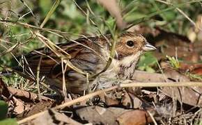 Bruant des roseaux