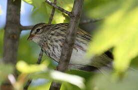 Chipping Sparrow