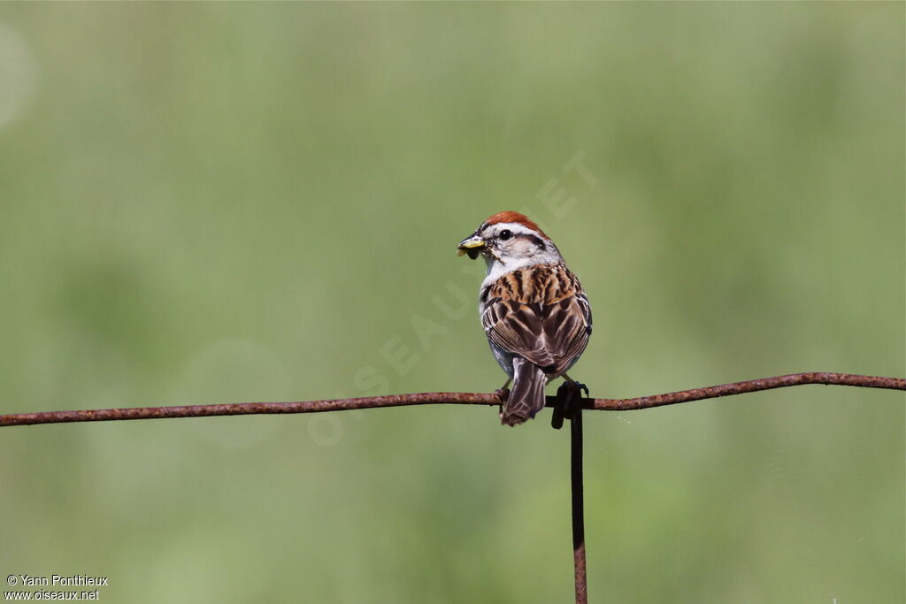 Chipping Sparrowadult breeding