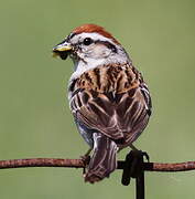 Chipping Sparrow