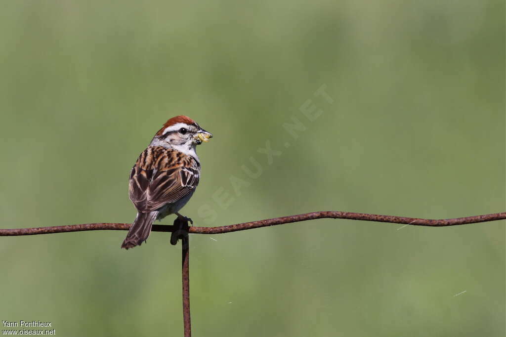 Chipping Sparrowadult breeding, feeding habits