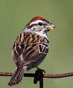 Chipping Sparrow