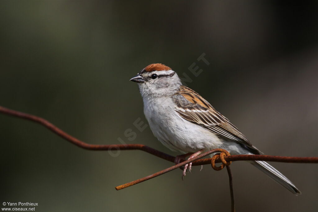 Chipping Sparrow