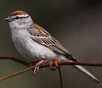 Chipping Sparrow