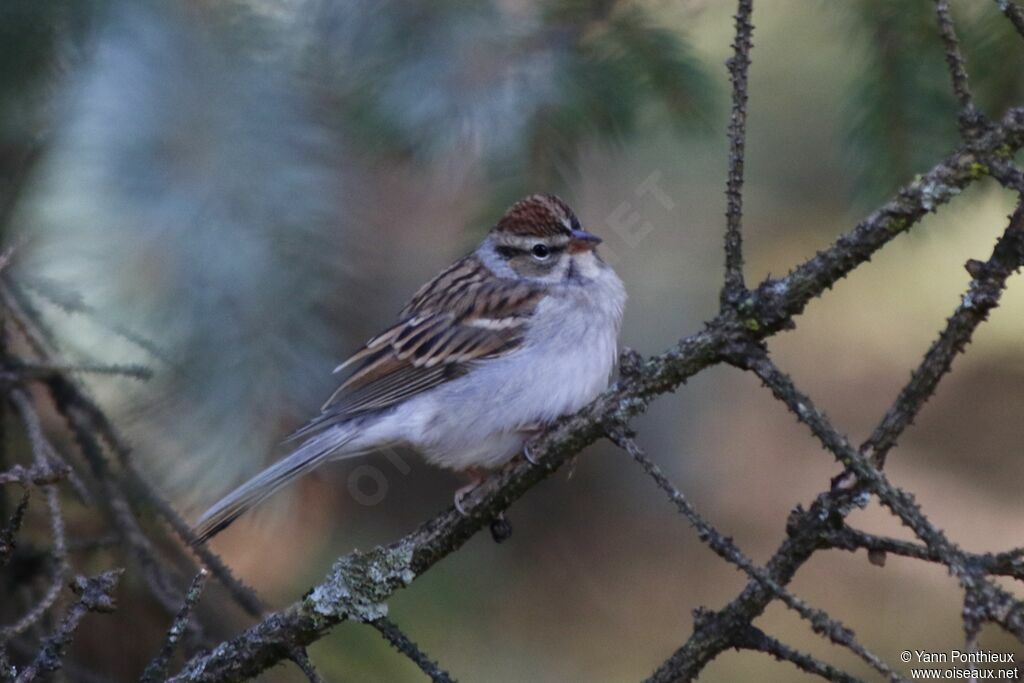 Chipping Sparrow