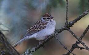 Chipping Sparrow