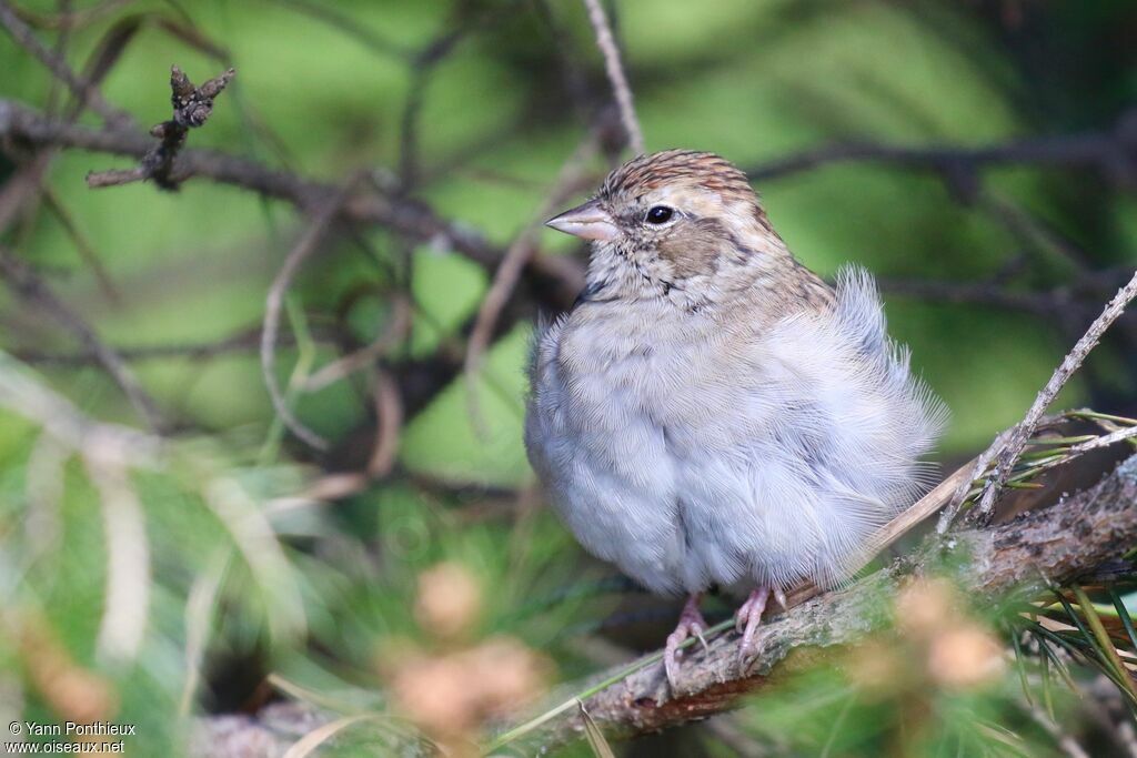 Chipping Sparrow