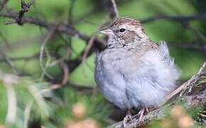 Chipping Sparrow