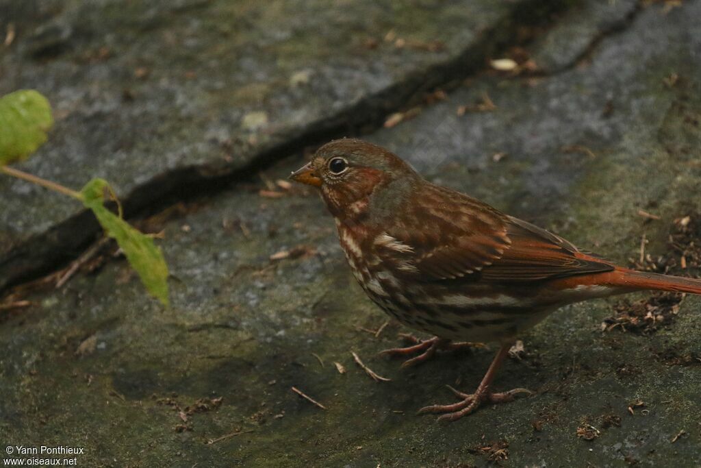 Red Fox Sparrow