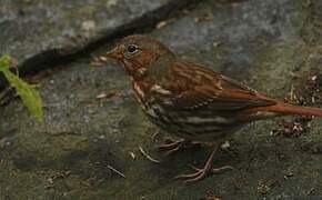 Red Fox Sparrow