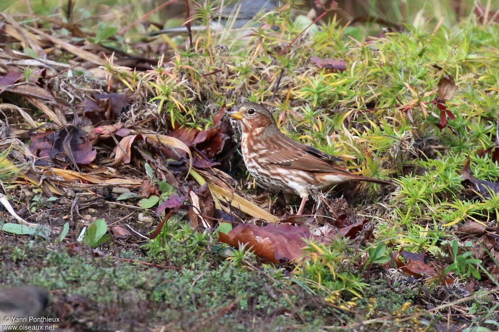 Red Fox Sparrow