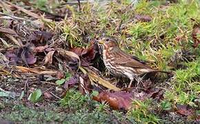 Red Fox Sparrow