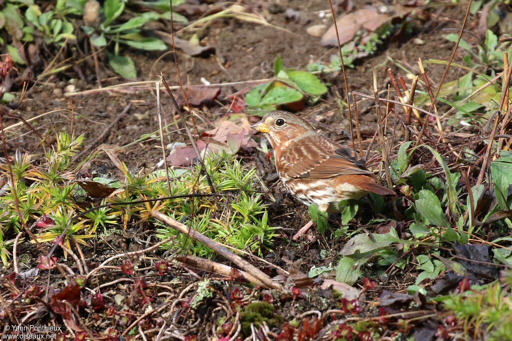 Red Fox Sparrow