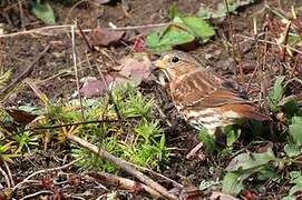 Red Fox Sparrow