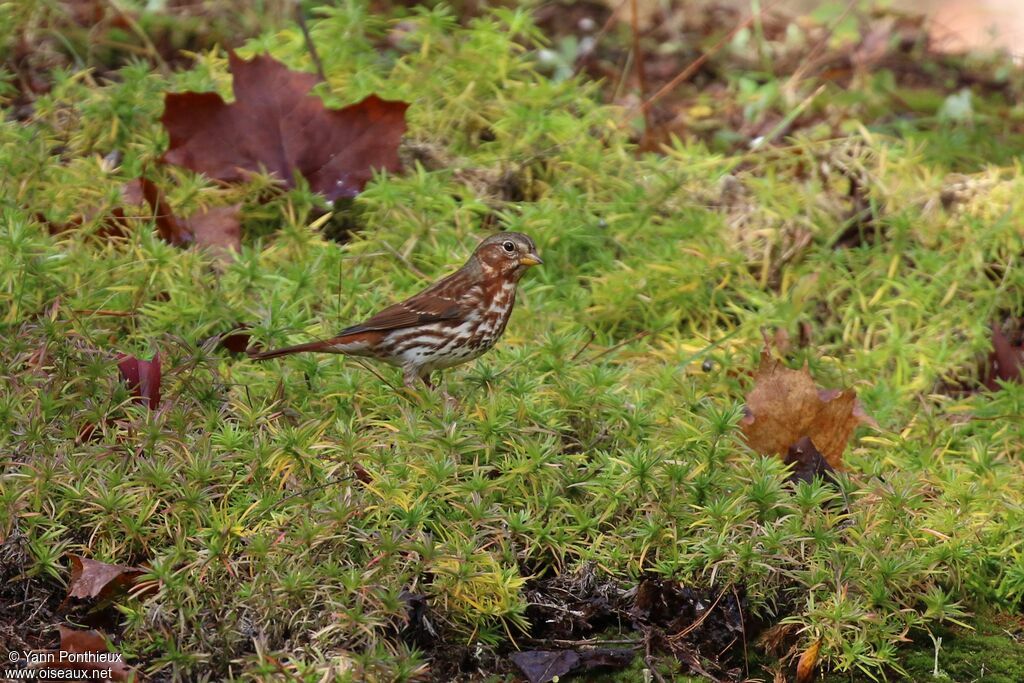 Red Fox Sparrow