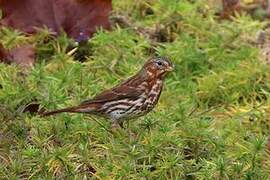 Red Fox Sparrow