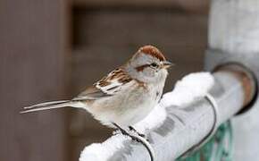 American Tree Sparrow