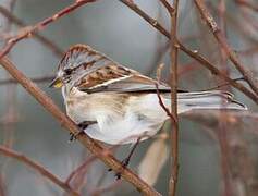 American Tree Sparrow