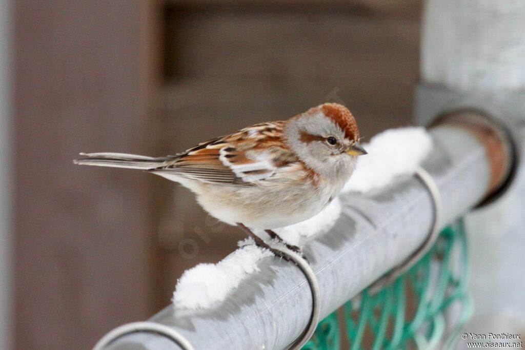 American Tree Sparrow