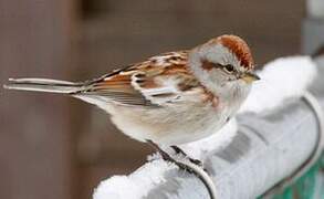 American Tree Sparrow