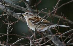 American Tree Sparrow