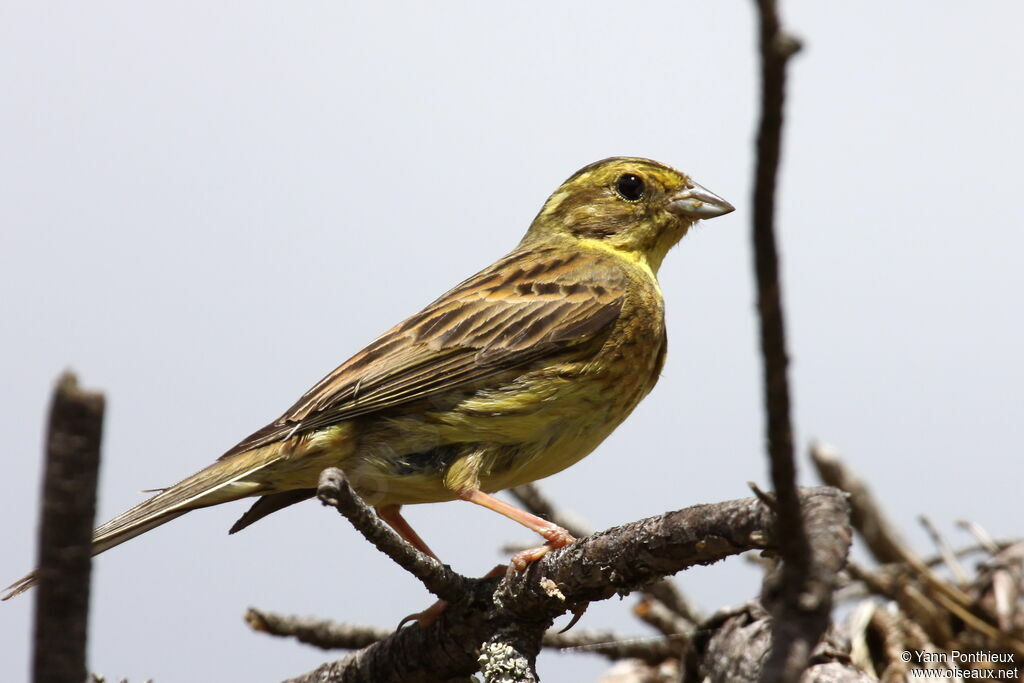 Bruant jaune