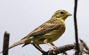 Yellowhammer