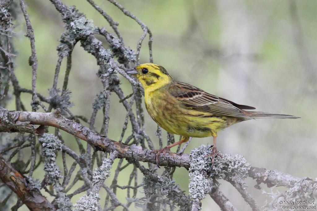 Bruant jaune