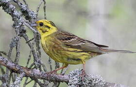 Yellowhammer