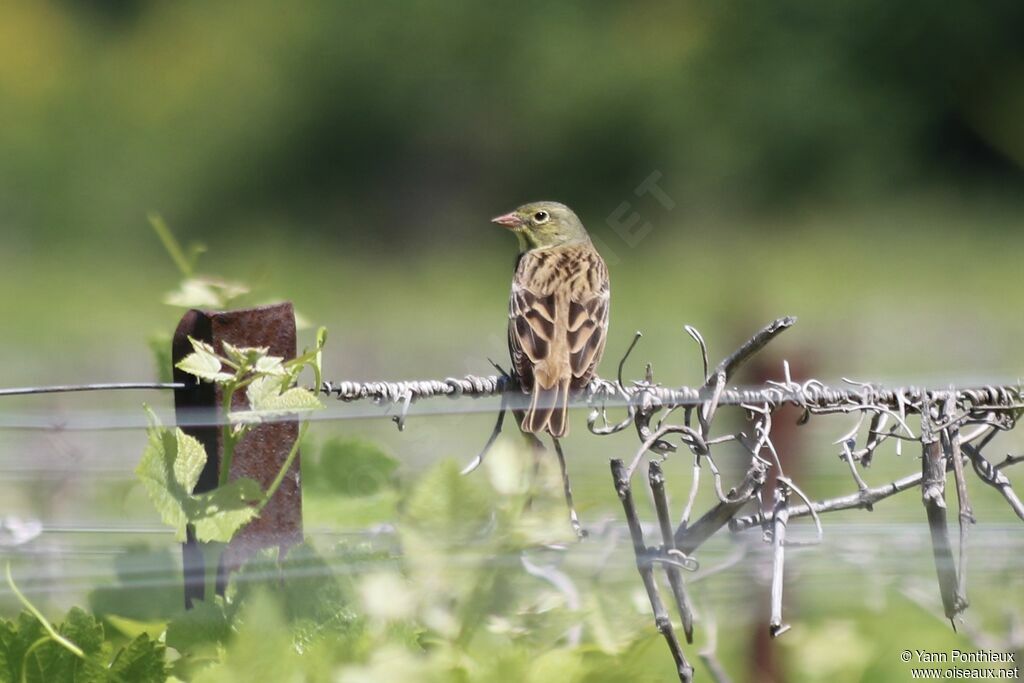 Ortolan Bunting