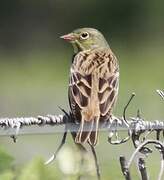 Ortolan Bunting