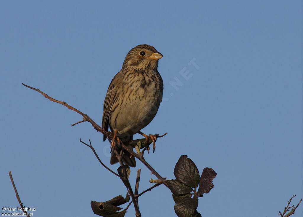 Corn Bunting