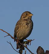 Corn Bunting