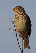 Corn Bunting