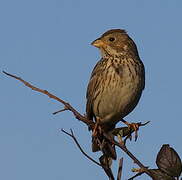 Corn Bunting