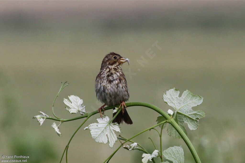 Corn Buntingadult breeding